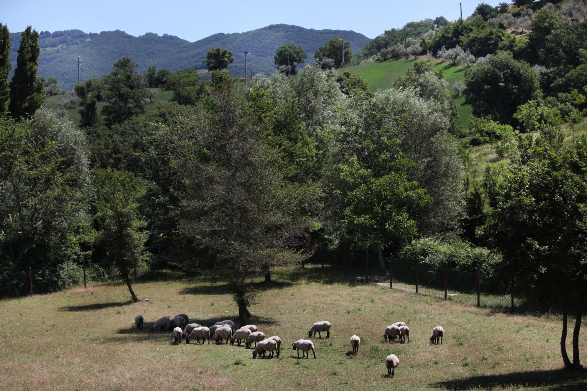 Agriturismo Il Castello Assisi Kültér fotó