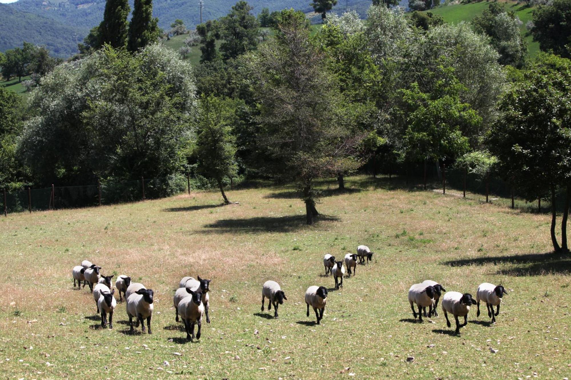 Agriturismo Il Castello Assisi Kültér fotó